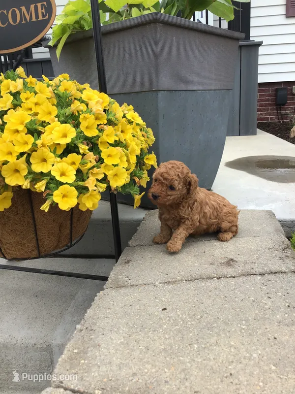 Denali F1b – Cavapoo puppy for sale in Bloomfield, IA