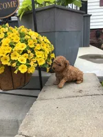 Denali F1b, a male Cavapoo for sale in Bloomfield, IA – 3 of 10