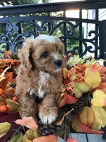 C. S. “Lewis” F1, a male Cavapoo for sale in Bloomfield, IA – 6 of 10