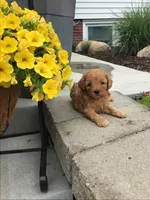 Custer F1b, a male Cavapoo for sale in Bloomfield, IA – 1 of 10