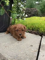 Bryce F1b, a male Cavapoo for sale in Bloomfield, IA – 5 of 10