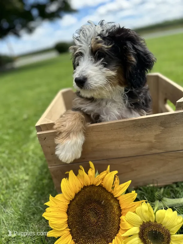 Skye – Miniature Bernedoodle puppy for sale in Bloomfield, IA