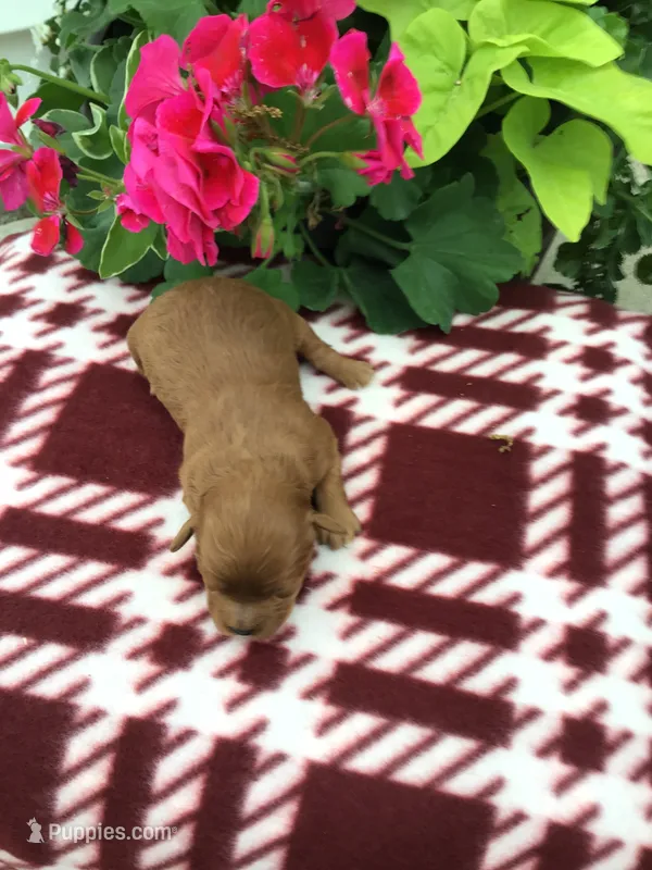 Female #1 – Cavapoo puppy for sale in Bloomfield, IA