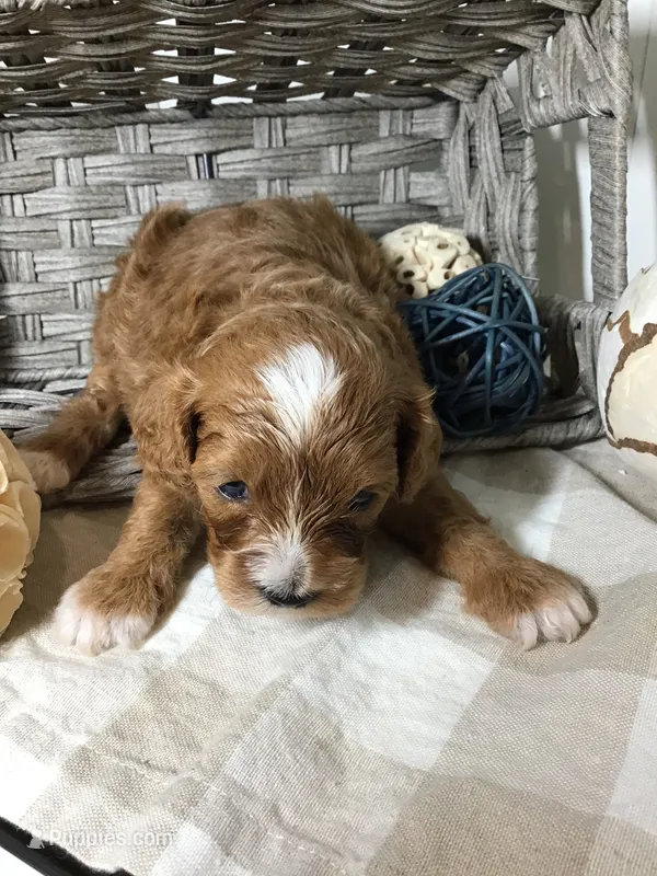 Henry Wadsworth “Longfellow” F1 – Cavapoo puppy for sale in Bloomfield, IA