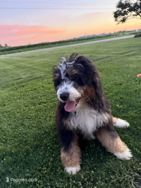 Ranger – Miniature Bernedoodle puppy for sale in Bloomfield, IA