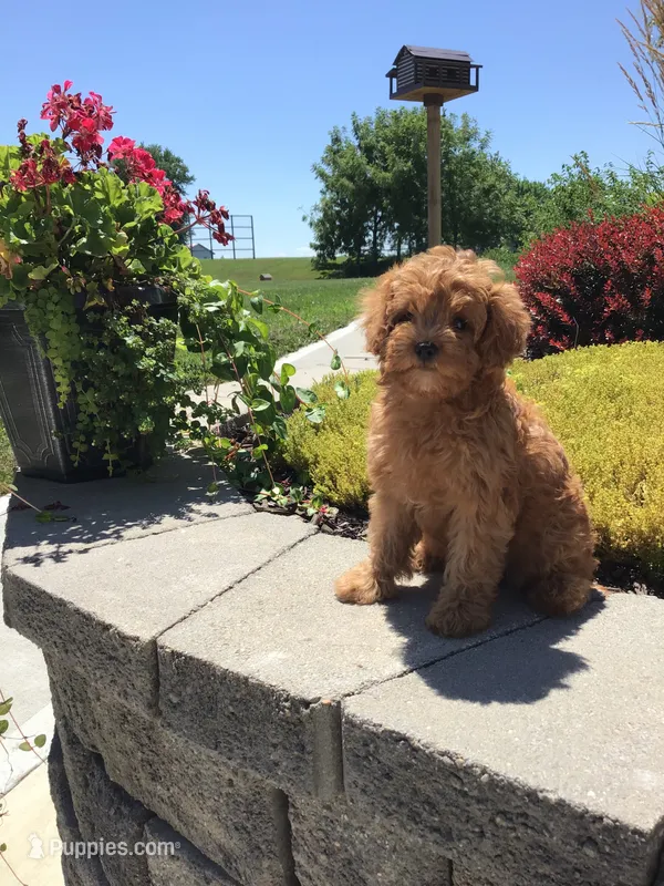 Shenandoah F1b – Cavapoo puppy for sale in Bloomfield, IA