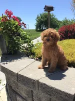 Shenandoah F1b, a male Cavapoo for sale in Bloomfield, IA – 1 of 10