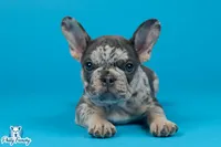 Grey, a male French Bulldog for sale in Philadelphia, PA – 1 of 3
