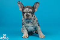 Grey, a male French Bulldog for sale in Philadelphia, PA – 2 of 3