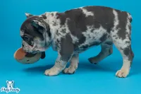Grey, a male French Bulldog for sale in Philadelphia, PA – 3 of 3