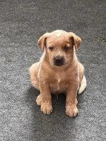 Punchy, a male Australian Cattle Dog and Labrador Retriever for sale in Manchester Center, VT – Photo 6 of 7