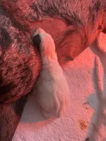 Punchy, a male Australian Cattle Dog and Labrador Retriever for sale in Manchester Center, VT – Photo 2 of 7