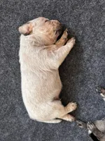 Punchy, a male Australian Cattle Dog and Labrador Retriever for sale in Manchester Center, VT – Photo 5 of 7