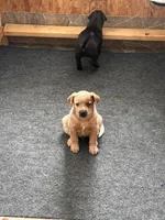 Punchy, a male Australian Cattle Dog and Labrador Retriever for sale in Manchester Center, VT – Photo 3 of 7