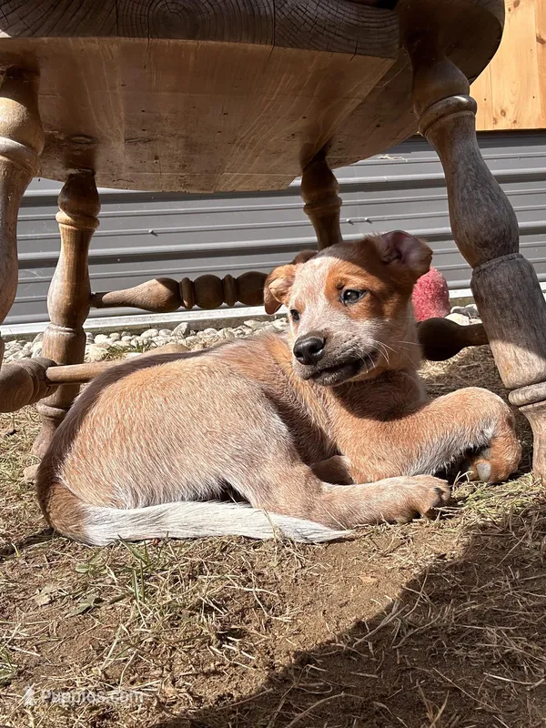 Punchy – Australian Cattle Dog, Labrador Retriever puppy for sale in Manchester Center, VT