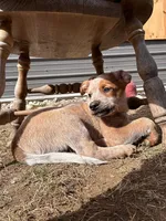 Punchy, a male Australian Cattle Dog and Labrador Retriever for sale in Manchester Center, VT – 1 of 5