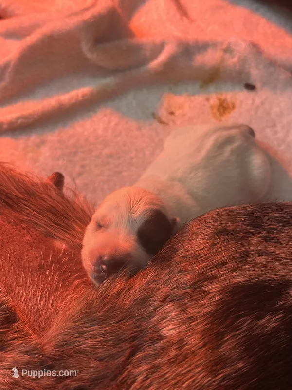 Punchy – Australian Cattle Dog, Labrador Retriever puppy for sale in Manchester Center, VT