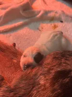 Punchy, a male Australian Cattle Dog and Labrador Retriever for sale in Manchester Center, VT – Photo 1 of 7