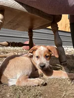 Punchy, a male Australian Cattle Dog and Labrador Retriever for sale in Manchester Center, VT – 5 of 5
