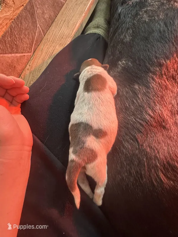 Ruby  – Australian Cattle Dog, Labrador Retriever puppy for sale in Manchester Center, VT