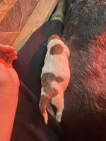 Ruby , a female Australian Cattle Dog and Labrador Retriever for sale in Manchester Center, VT – Photo 1 of 9