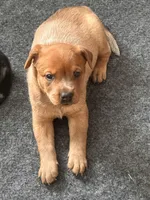 Ruby , a female Australian Cattle Dog and Labrador Retriever for sale in Manchester Center, VT – Photo 7 of 9