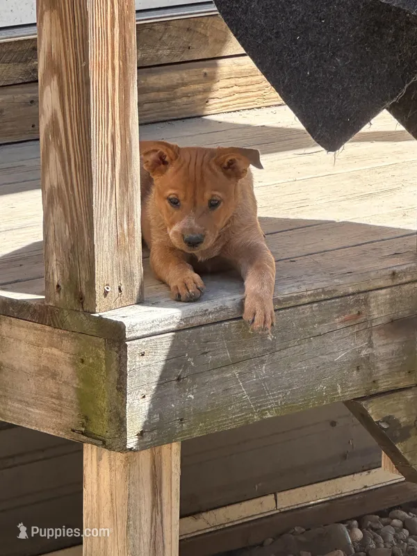 Ruby  – Australian Cattle Dog, Labrador Retriever puppy for sale in Manchester Center, VT