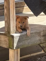 Ruby , a female Australian Cattle Dog and Labrador Retriever for sale in Manchester Center, VT – 1 of 5