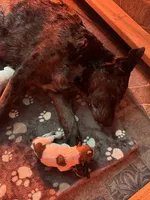 Ruby , a female Australian Cattle Dog and Labrador Retriever for sale in Manchester Center, VT – Photo 4 of 9