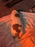 Ruby , a female Australian Cattle Dog and Labrador Retriever for sale in Manchester Center, VT – Photo 5 of 9