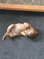 Ruby , a female Australian Cattle Dog and Labrador Retriever for sale in Manchester Center, VT – Photo 6 of 9