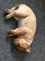 Ruby , a female Australian Cattle Dog and Labrador Retriever for sale in Manchester Center, VT – Photo 3 of 9
