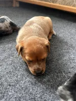 Ruby , a female Australian Cattle Dog and Labrador Retriever for sale in Manchester Center, VT – Photo 8 of 9