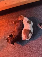 Ruby , a female Australian Cattle Dog and Labrador Retriever for sale in Manchester Center, VT – Photo 9 of 9