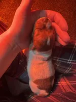 Ruby , a female Australian Cattle Dog and Labrador Retriever for sale in Manchester Center, VT – Photo 2 of 9