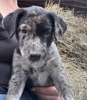 Pearl, a female Australian Cattle Dog and Labrador Retriever for sale in Manchester Center, VT – 1 of 5