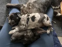 Pearl, a female Australian Cattle Dog and Labrador Retriever for sale in Manchester Center, VT – Photo 3 of 6
