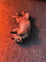 Pearl, a female Australian Cattle Dog and Labrador Retriever for sale in Manchester Center, VT – Photo 5 of 6