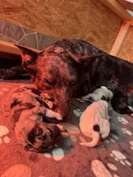 Pearl, a female Australian Cattle Dog and Labrador Retriever for sale in Manchester Center, VT – Photo 2 of 6