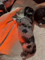 Pearl, a female Australian Cattle Dog and Labrador Retriever for sale in Manchester Center, VT – Photo 4 of 6