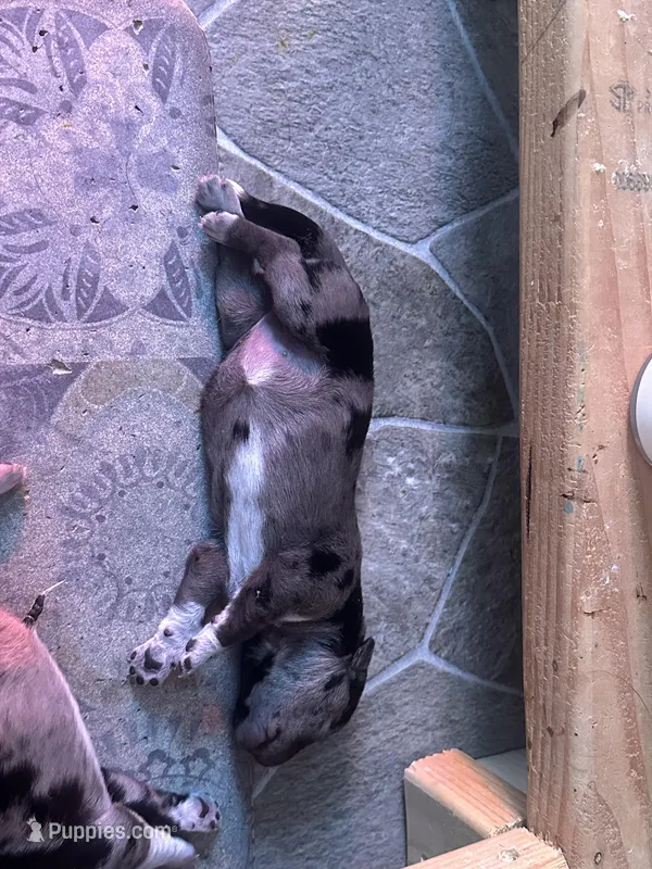 Pearl – Australian Cattle Dog, Labrador Retriever puppy for sale in Manchester Center, VT