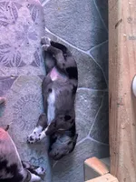 Pearl, a female Australian Cattle Dog and Labrador Retriever for sale in Manchester Center, VT – Photo 1 of 6