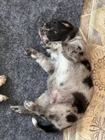 Pearl, a female Australian Cattle Dog and Labrador Retriever for sale in Manchester Center, VT – Photo 6 of 6