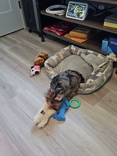 Dexter, a male Yorkshire Terrier for sale in Chipley, FL – 3 of 3