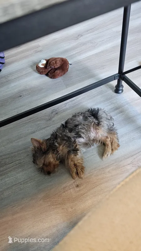 Dexter – Yorkshire Terrier puppy for sale in Chipley, FL