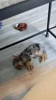 Dexter, a male Yorkshire Terrier for sale in Chipley, FL – 1 of 3
