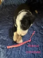Cheyenne- pink collar, a female Bernedoodle for sale in Deputy, IN – 2 of 3