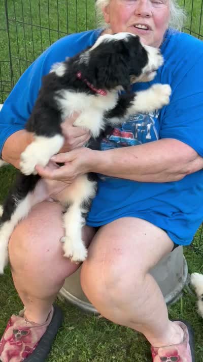Cheyenne- pink collar, a female Bernedoodle for sale in Deputy, IN – 3 of 3