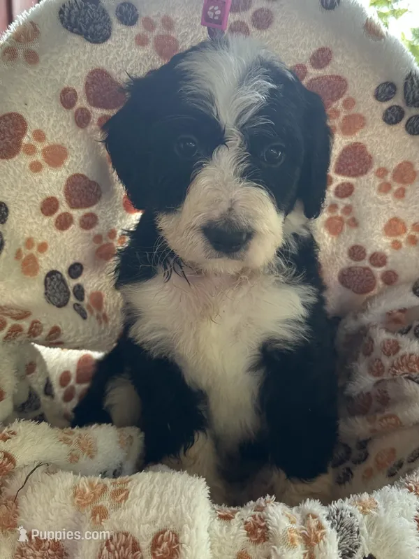Cheyenne- pink collar – Bernedoodle puppy for sale in Deputy, IN