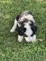 JUEANU-black collar, a male Bernedoodle for sale in Deputy, IN – 5 of 5